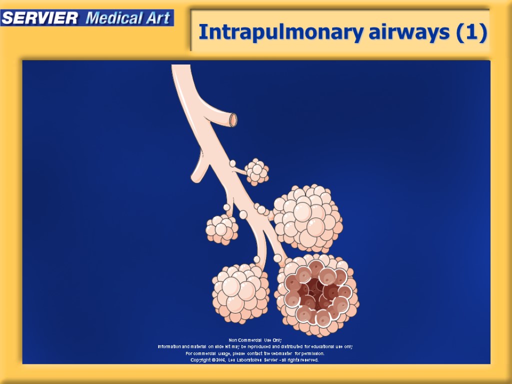 Intrapulmonary airways (1)